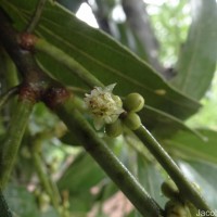 Neolitsea cassia (L.) Kosterm.